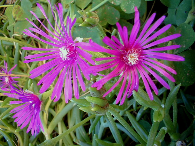 Solanum crispum, Lampranthus e Brugmansia suaveolens